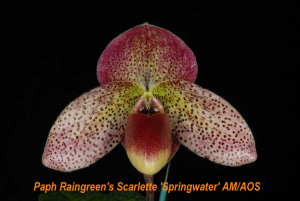 Paph Raingreen's Scarlette 'Springwater' AM/AOS