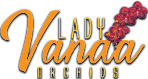 Lady Vanda Logo